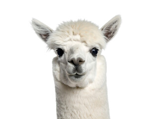 Obraz premium A close-up portrait of a fluffy white alpaca with curious dark eyes, looking directly at the camera.