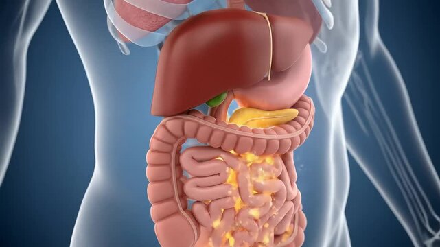 Anatomical Illustration of the Human Digestive System Showing Internal Organs in Detailed Rendering
