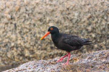 An African Oystercatcher (Haematopus moquini) stands on a coastal rock in South Africa. Portrait of the striking shorebird with its black plumage contrasting with a long, bright orange-red bill.
