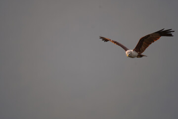A stunning Black winged kite gracefully soaring through the sky with its wings fully spread. Captured mid flight against a soft, muted gray background.