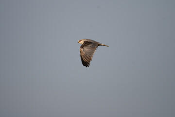 A stunning Black winged kite gracefully soaring through the sky with its wings fully spread. Captured mid flight against a soft, muted gray background.