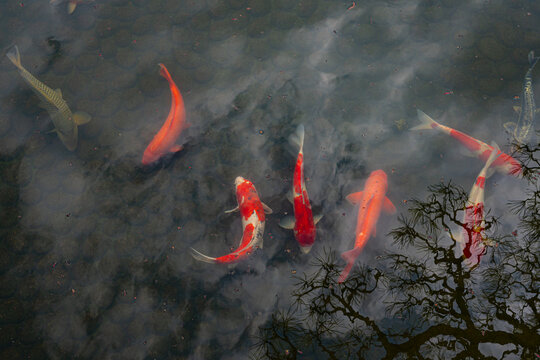Koi Karp fishes, Himeji, Japan, South East Asia.