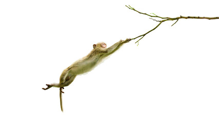 Macaca or monkey is dangling and swing, looking like Tarzan on a branch. It's resisting the force of gravity, climbing, about to fall from tree. Isolated on white background, clipping path transparent