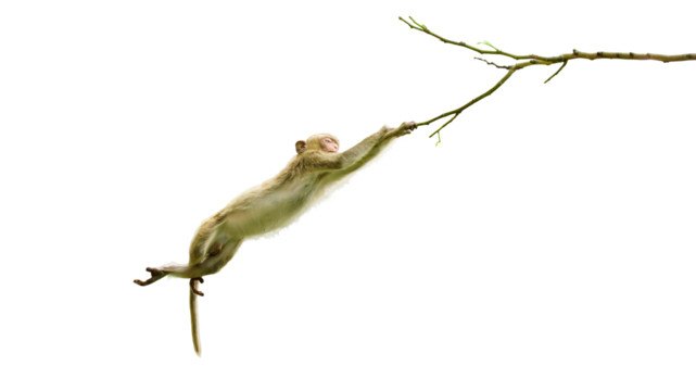 Macaca or monkey is dangling and swing, looking like Tarzan on a branch. It's resisting the force of gravity, climbing, about to fall from tree. Isolated on white background, clipping path transparent