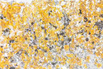 Vibrant yellow lichen spreads across a rocky surface in nature's artistry