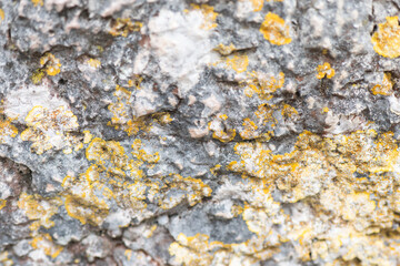 Textured rock surface adorned with vibrant yellow lichen in nature