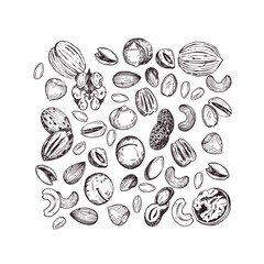 Nuts, walnuts, pecans, peanuts, pistachios, macadamias, cashews. Vector composition with nuts, hand-drawn with ink. Illustration for printing on food packaging, cosmetics, paper and fabric. Vector