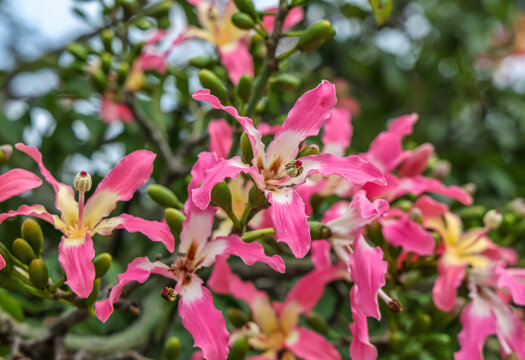 Ceiba speciosa, the floss silk tree (formerly Chorisia speciosa), is a species of deciduous tree that is native to the tropical and subtropical forests of South America. 