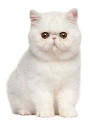 british shorthair cat