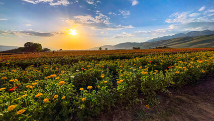 sunflower field at sunset