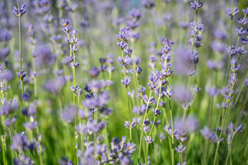 Obraz premium Lavender bushes, flowers. Background of lavender flowers and greenery. Spring background
