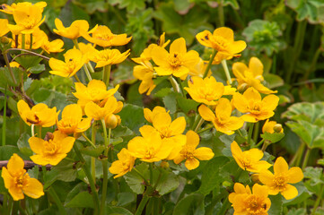 Seydisfjordur Iceland, caltha palustris, known as marsh-marigold or kingcup,  native to marshes, fens, ditches and wet woodland in the northern hemisphere.