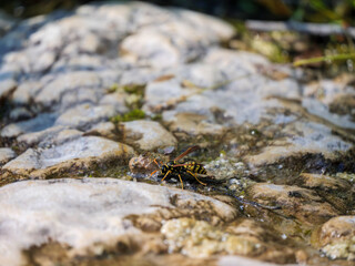 Vibrant wasp on natural rock by water, summer wildlife detail