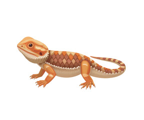 Alert Bearded Dragon Isolated on a Pure White Background
