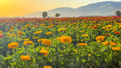 Fototapeta premium field of flowers