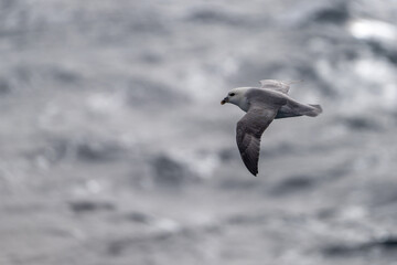 Northern fulmar (Fulmarus glacialis) in flight above the North Atlantic Ocean, off the coast of the UK