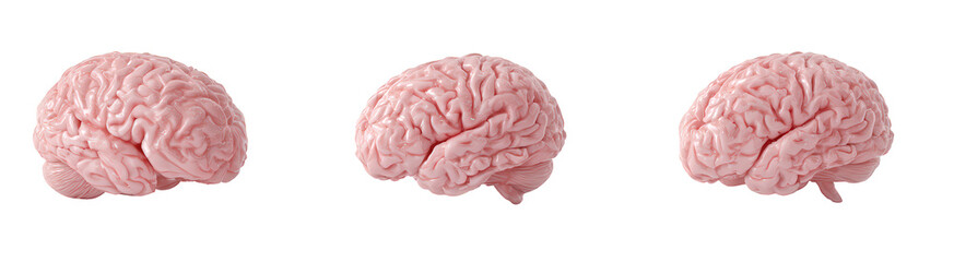 Three detailed light pink human brain models arranged in a row showing different side views