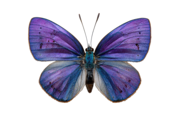 Image Processing Complete