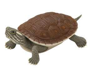 Realistic Red Eared Slider Turtle Basking in Isolated Environment