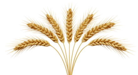 Several mature, ripe golden wheat stalks, detailed grains & delicate awns, fanned on a transparent isolated background with bright studio light, no shadows, concept of natural bounty and