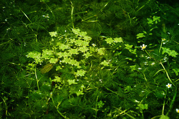 Flowers and plants from the swamp