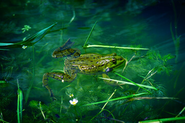 Moody green lake with a frog in it