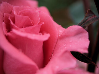 5月に美しく咲いたピンク色のバラ「芳純（ほうじゅん）」