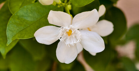 A Wrightia antidysenterica flower, also commonly known as Coral Swirl or Tellicherry Bark. 