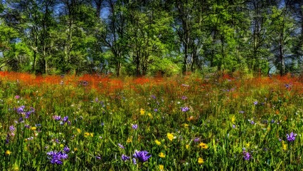 Fototapeta premium Beautiful yellow and pink wildflowers bloom in a bright, colorful meadow under a blue sky, capturing the wild beauty of nature in the summer