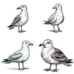 A Ring billed gull. Funny Happy Retro Cartoon Clipart Silhouette Line Art Vector Illustration. One kind of seabird coastal gull recognize this common bird near water.