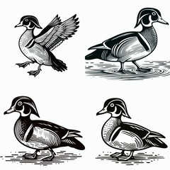 A Wood duck. Funny Happy Retro Cartoon Clipart Silhouette Line Art Vector Illustration. colorful waterfowl info location habitat pictures of the pretty bird.