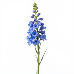 Fototapeta premium Minimalist Delphinium Blossom White Background