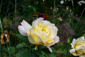Yellow and White Rose Close-Up — Macro Photo of Garden Hybrid Tea Rose in Natural Light, Summer Floral Bloom