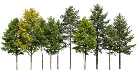 A diverse row of perfectly formed mature trees including green Maples, Oaks, Pines, and Spruces, on emerald grass against a clean white infinity background, concept of detailed botanical study