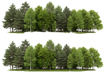 Diverse evergreen and deciduous trees with lush green foliage, forming a distinct forest edge against a pristine transparent background, with green grass and dark soil at the base. Captured with a