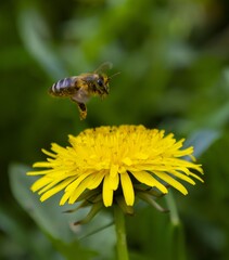 Life's Little Worker