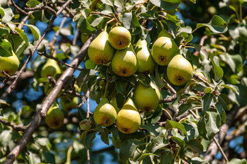 Ripe pears hanging on a tree branch in a garden. A pear tree with many fruits on a sunny day. 
