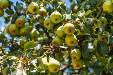 Ripe pears hanging on a tree branch in a garden. A pear tree with many fruits on a sunny day. 