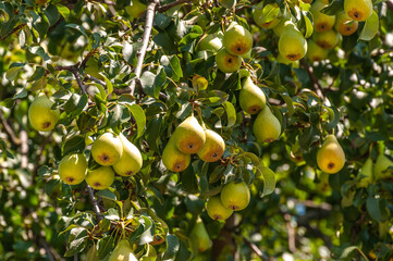 Ripe pears hanging on a tree branch in a garden. A pear tree with many fruits on a sunny day. 