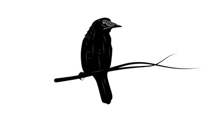 Loria's Satinbird, black isolated silhouette