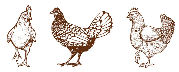 Hen chicken sketch outline illustration set. Farm chicken doodle drawing in engraving style. Hand drawn vector line art clipart