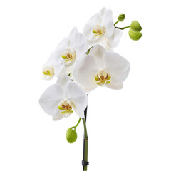 White Orchid Flower Closeup