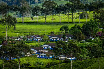 Obraz premium A wide tea plantation landscape, features neat rows of worker housing nestled among green hills and tall trees, reflecting harmony between nature and human settlement.
