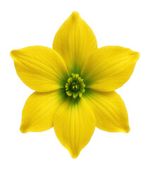 Yellow delphinium flower with a star-like shape and contrasting green center