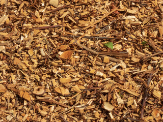 Wood chip texture, organic background, wood waste, sawdust, woodworking