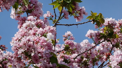 春の花