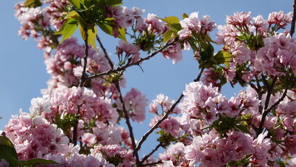 春の花