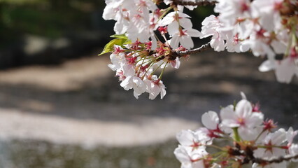 春の花