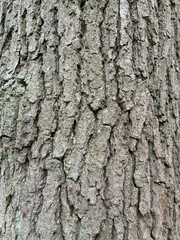 Close-up of textured grey tree bark — natural surface detail ideal for use as a background or design element in creative and editorial projects