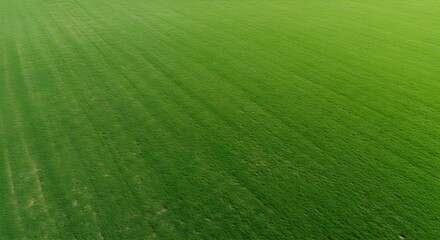 Obraz premium Aerial view of a lush green field with subtle linear patterns